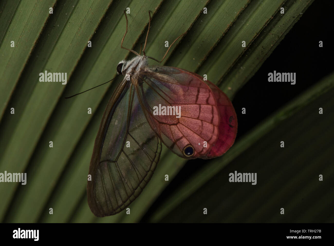 Un rougissement fantôme (Cithaerias pireta) un papillon à ailes claires de l'Amazonie équatorienne. Banque D'Images