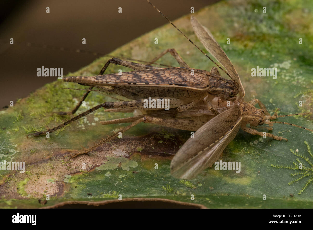 Un cricket jette son ancien exosquelette, c'est assis dessus de son ancien exosquelette pour un court moment avant de continuer. Banque D'Images