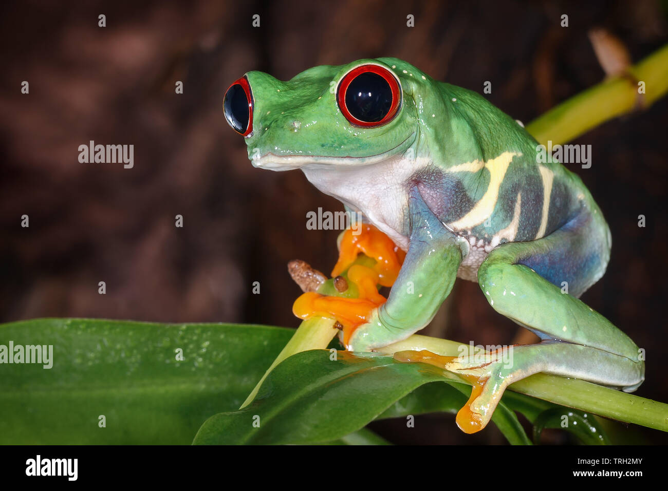 Red eyed tree frog avec de grands yeux exorbités et assis sur la tige de la plante pitcher Banque D'Images