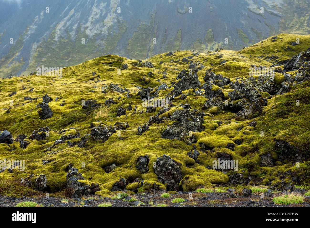 Champ de lave Eldhraun, débit et ridge recouvert de mousse verte en Islande Banque D'Images
