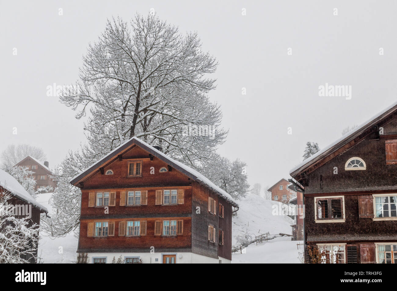 Un magnifique paysage de l'oeuf, une ville de Bregenz, Autriche, avec de la neige et des flocons de glace couvrant les arbres et maisons laissant très moins de couleur. Banque D'Images