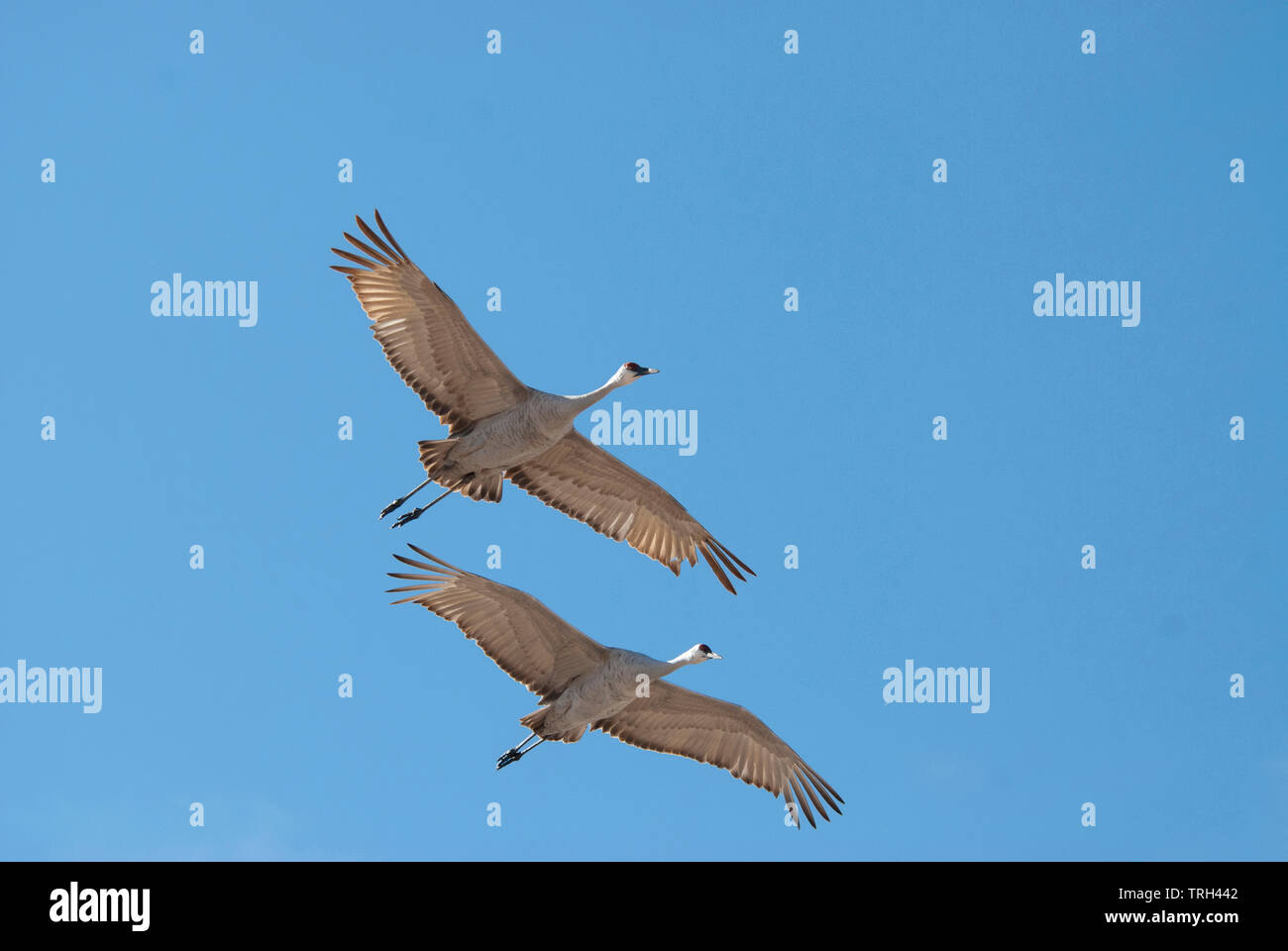 Plus de la grue Antigone (canadensis tabida) en vol Banque D'Images