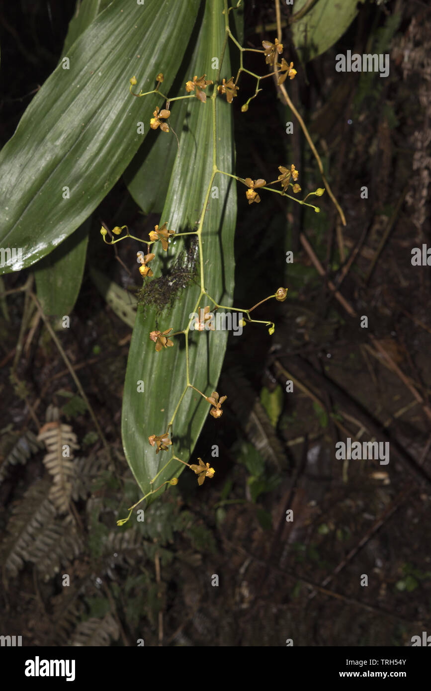 Fôret subtropical avec orchidées colorées couvre le versant ouest de la Cordillère des Andes à 2200 mètres de haut Bellavista Lodge en Equateur. Banque D'Images