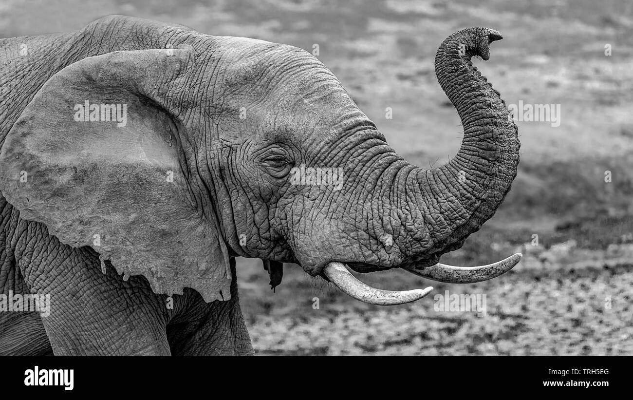 Une étude de la tête et des épaules d'un seul éléphant ( Loxodonta africana) reniflant l'air à l'Addo Elephant Park, Province orientale du Cap, Afrique du Sud Banque D'Images