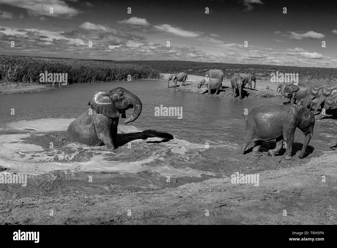 Groupe d'éléphants (Loxodonta Africana) nager et jouer à un barrage pour se rafraîchir dans la chaleur de l'été. Addo Elephant Park Afrique du Sud Banque D'Images