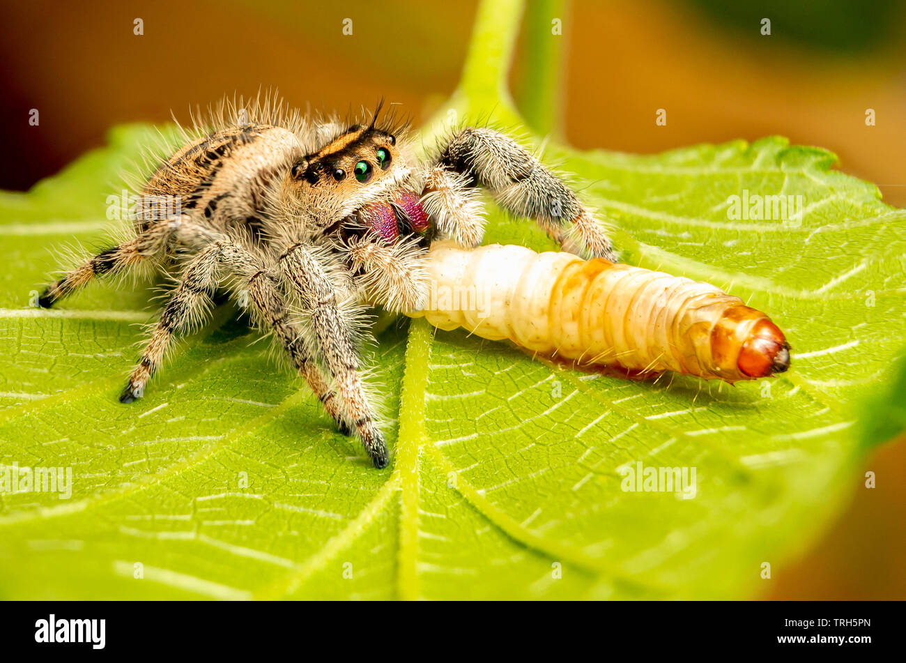 Araignée sauteuse royale Banque de photographies et d’images à haute résolution Alamy