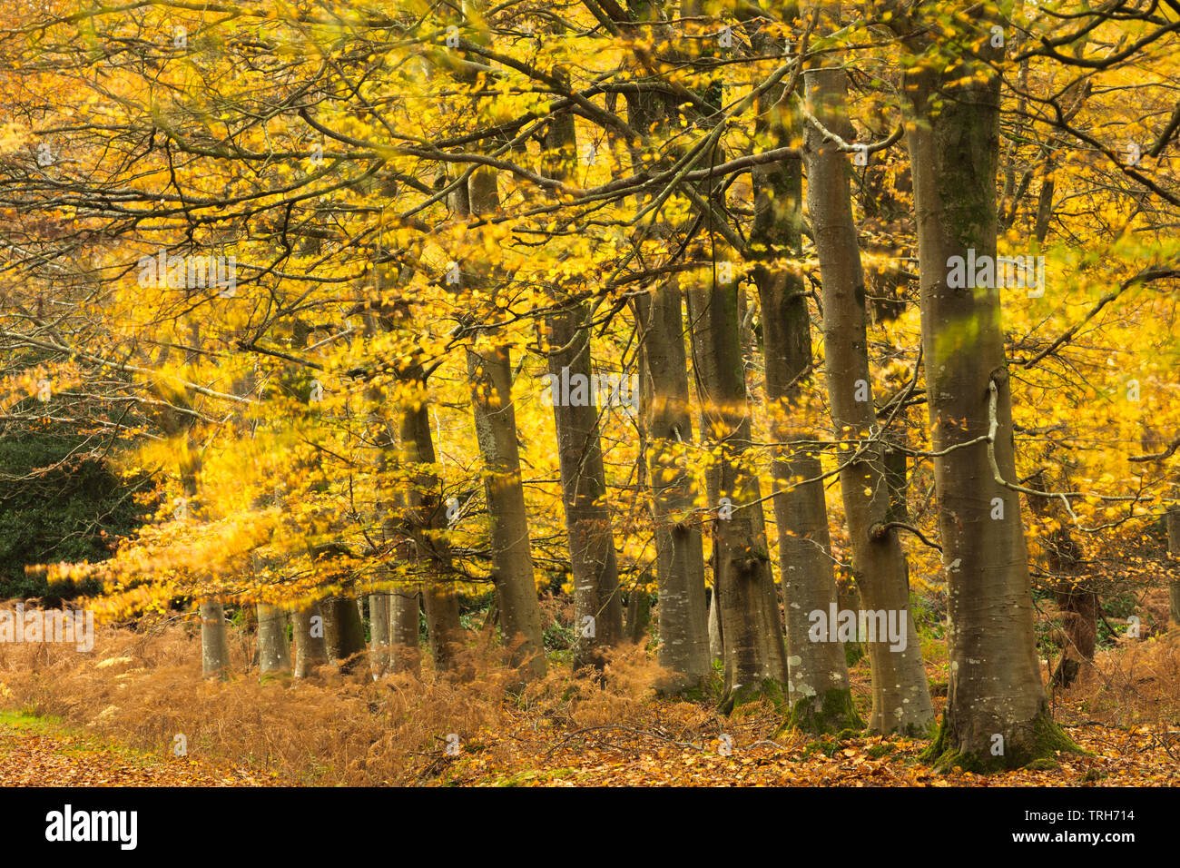 Couleur d'automne dans la forêt, près de Wareham Bloxworth, Dorset, England, UK Banque D'Images