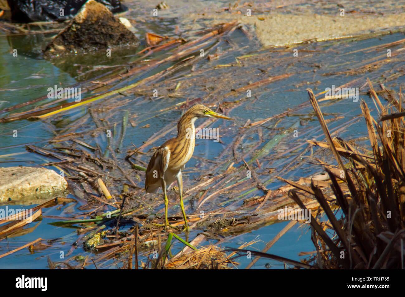 Une belle marche sur heron nain les matières végétales mortes flottant Banque D'Images