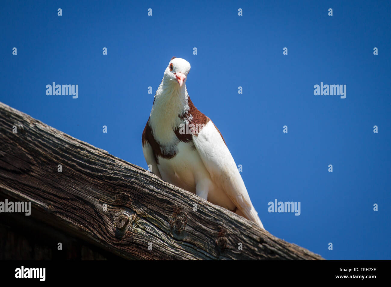 Ganselkröpfer pigeon, une race de pigeon de l'Autriche, sur le toit Banque D'Images Ganselkröpfer pigeon, une race de pigeon de l'Autriche, sur le toit Banque D'Images