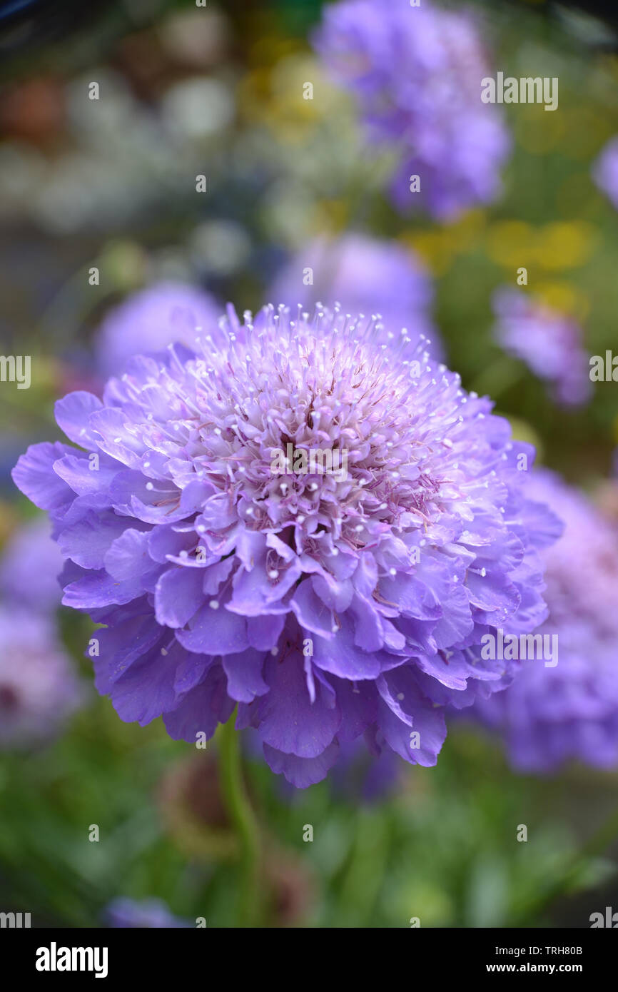 Scabious, cocarde bleue Scabiosa atropurpurea, cocarde bleu Banque D'Images