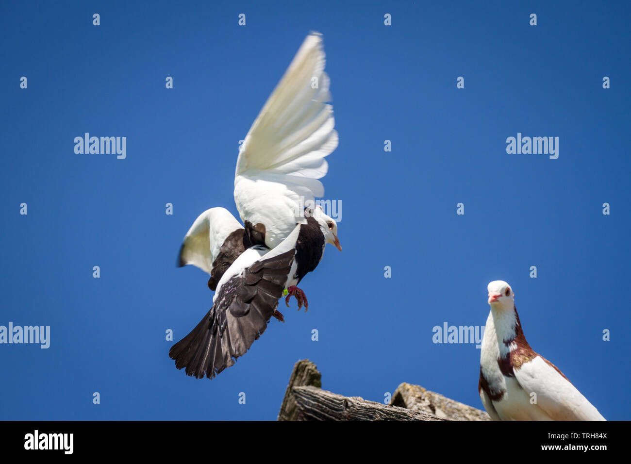 Deux Ganselkröpfer les pigeons, une race de pigeon de l'Autriche, sur le toit Banque D'Images Deux Ganselkröpfer les pigeons, une race de pigeon de l'Autriche, sur le toit Banque D'Images