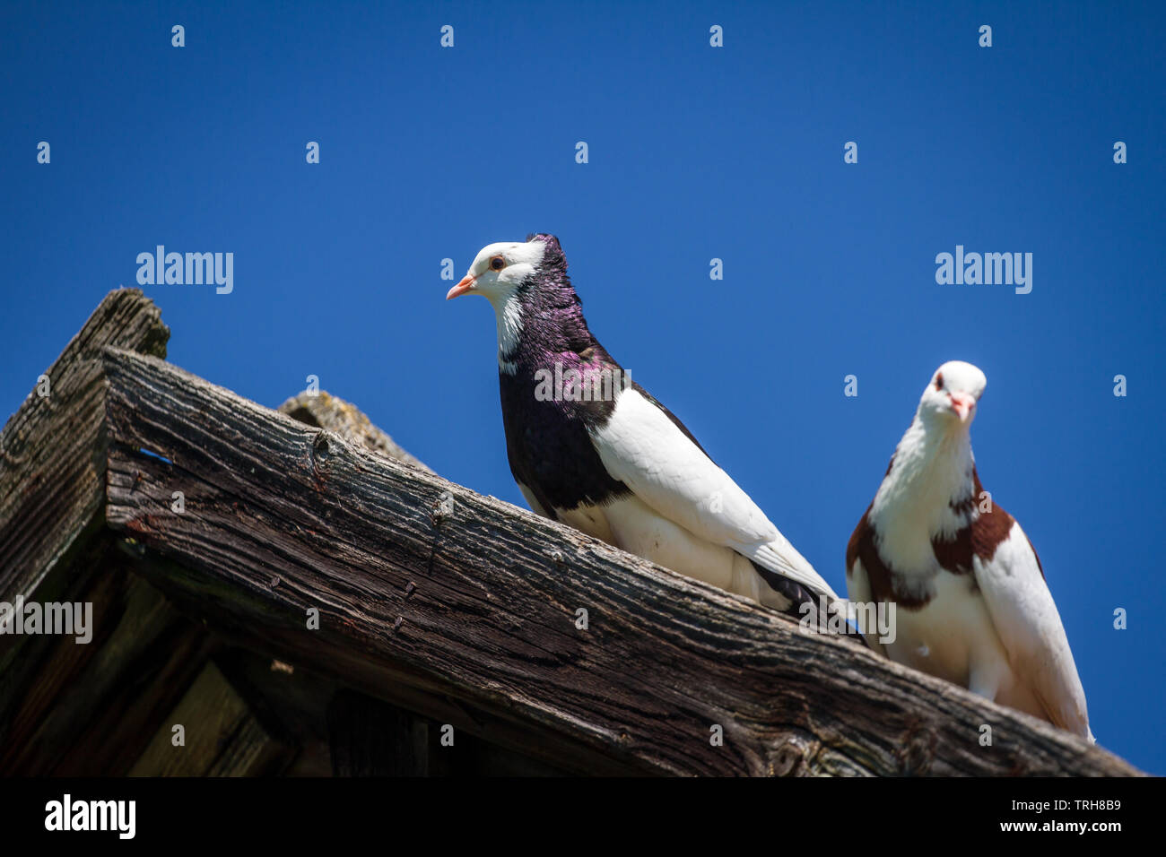 Deux Ganselkröpfer les pigeons, une race de pigeon de l'Autriche, sur le toit Banque D'Images Deux Ganselkröpfer les pigeons, une race de pigeon de l'Autriche, sur le toit Banque D'Images