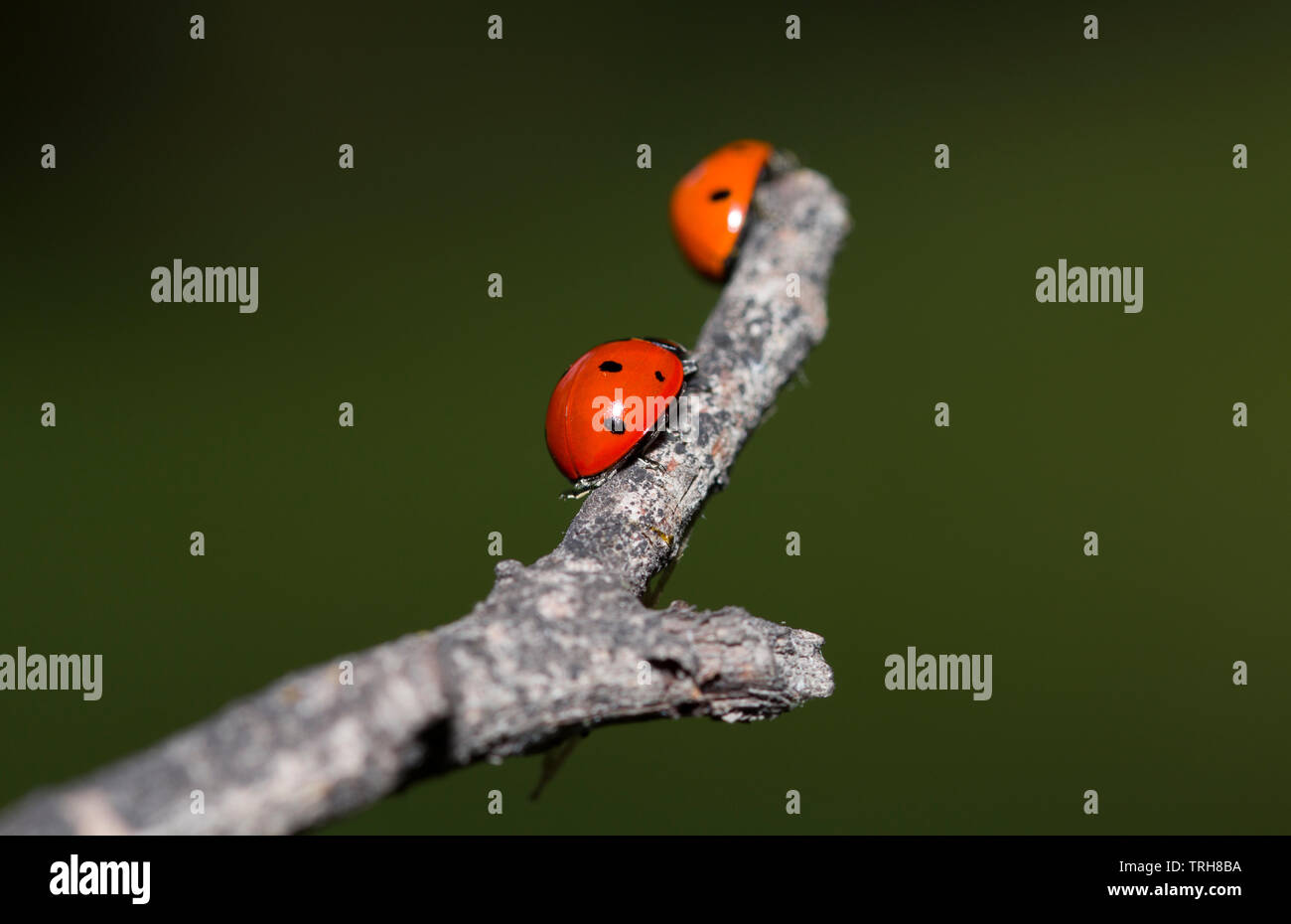 Les coccinelles sur une branche d'un arbre. Les petits insectes rouges sur la plante. amour et rencontrez concept Banque D'Images