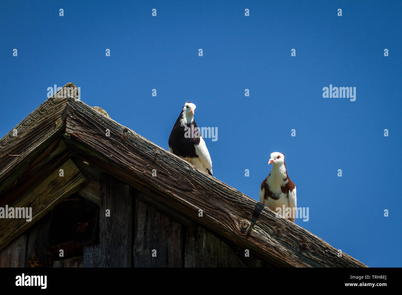 Deux Ganselkröpfer les pigeons, une race de pigeon de l'Autriche, sur le toit Banque D'Images Deux Ganselkröpfer les pigeons, une race de pigeon de l'Autriche, sur le toit Banque D'Images