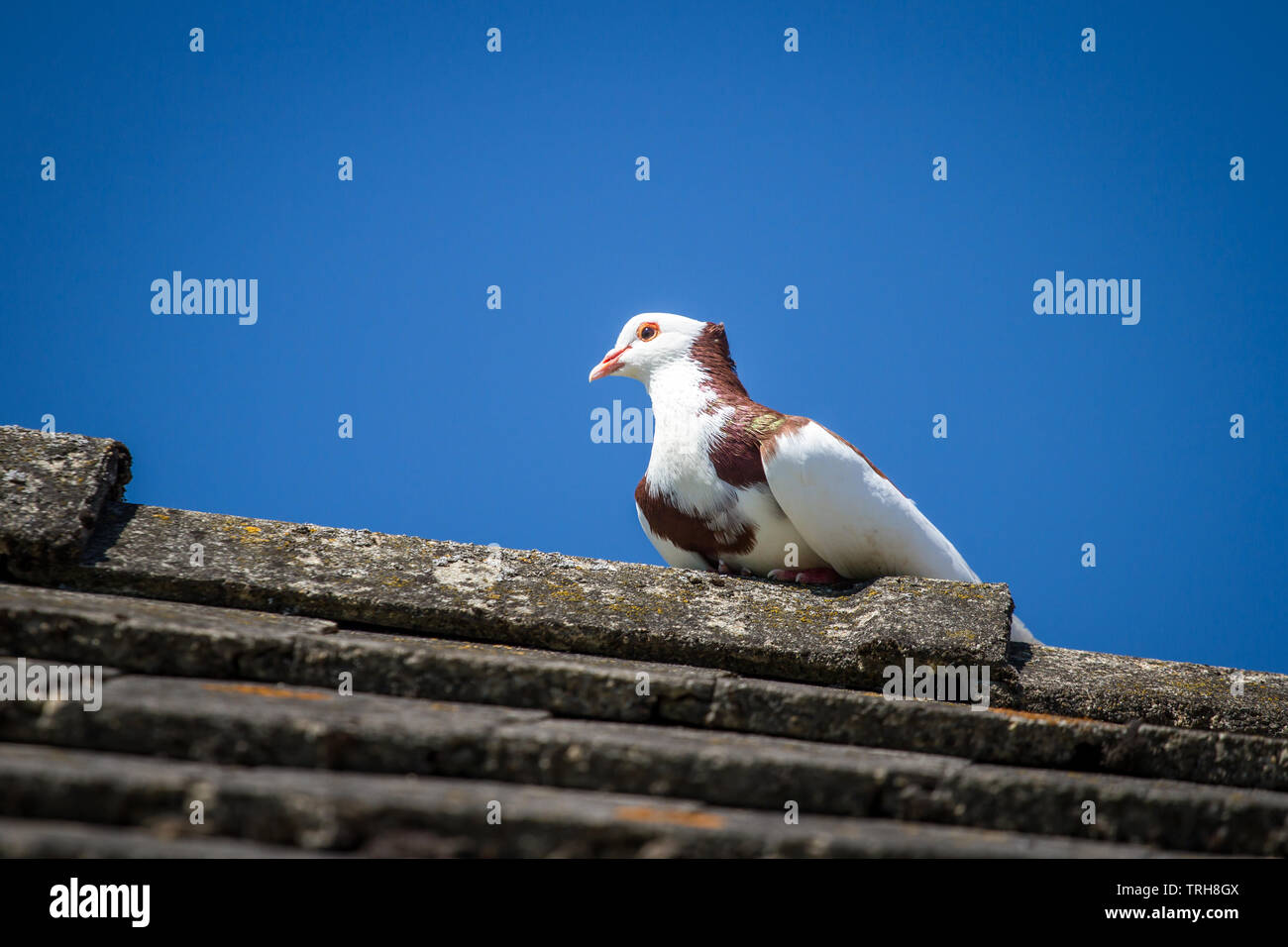 Ganselkröpfer pigeon, une race de pigeon de l'Autriche, sur le toit Banque D'Images Ganselkröpfer pigeon, une race de pigeon de l'Autriche, sur le toit Banque D'Images