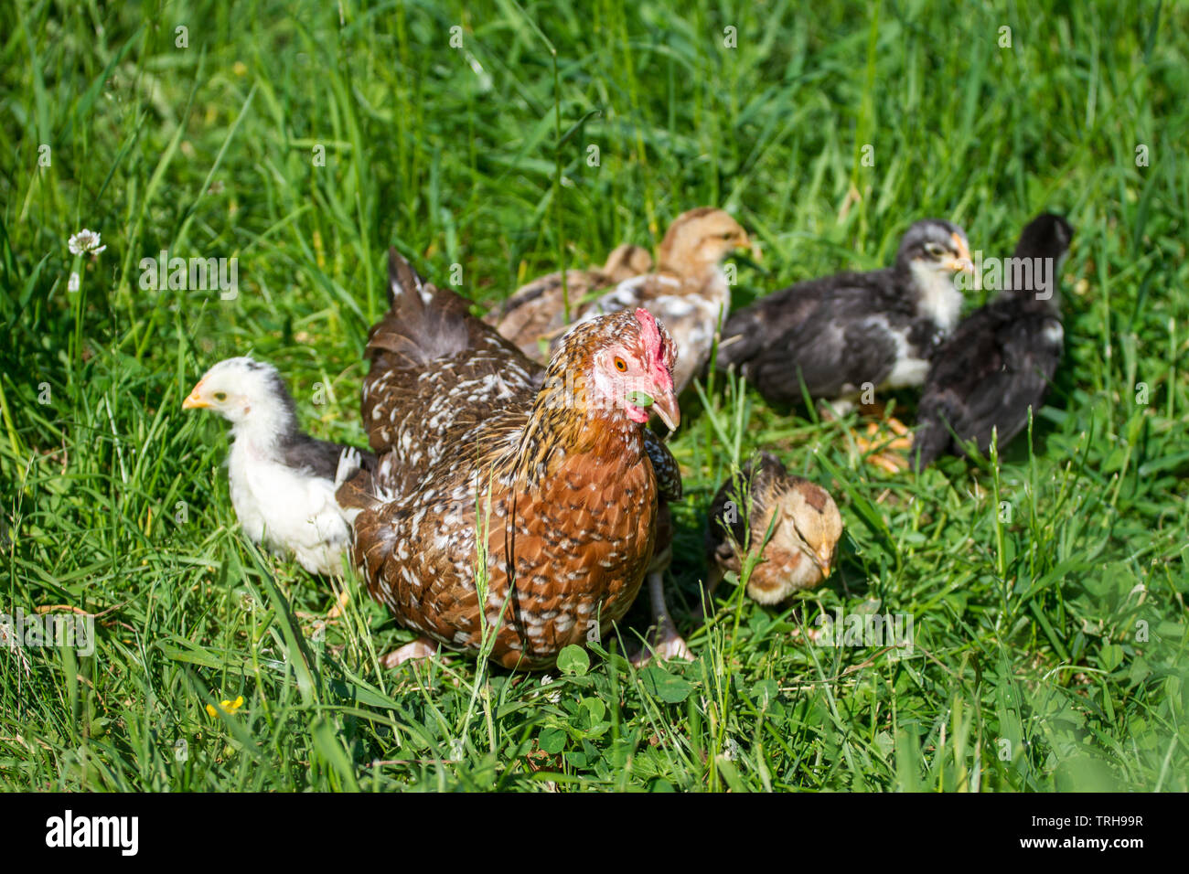 La mère poule et de l'envol de l'Steinhendl Stoapiperl/ race, une race de poulet de l'Autriche, de profiter d'une journée ensoleillée dans le pré Banque D'Images