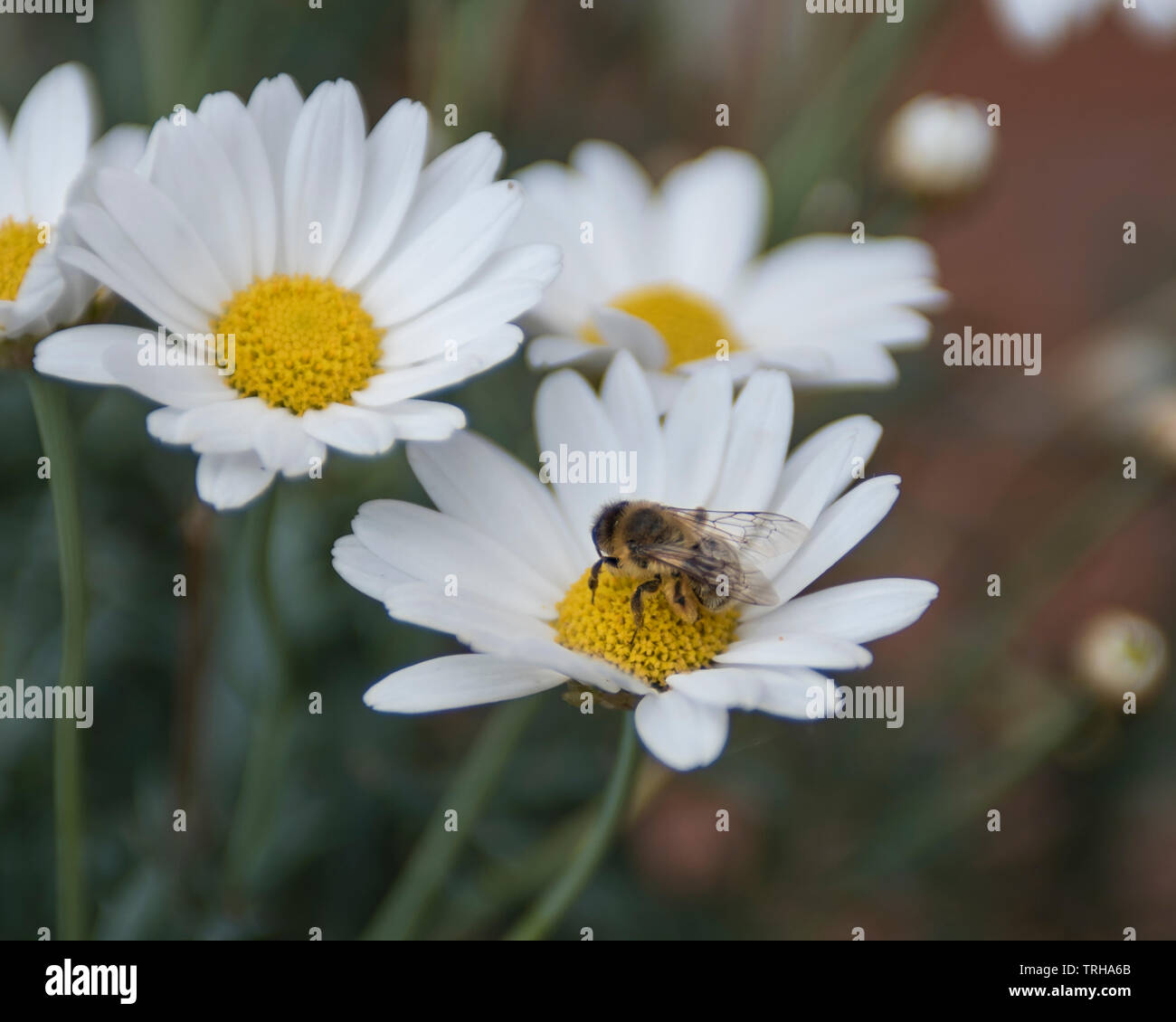 Une abeille sur marguerites géantes Banque D'Images