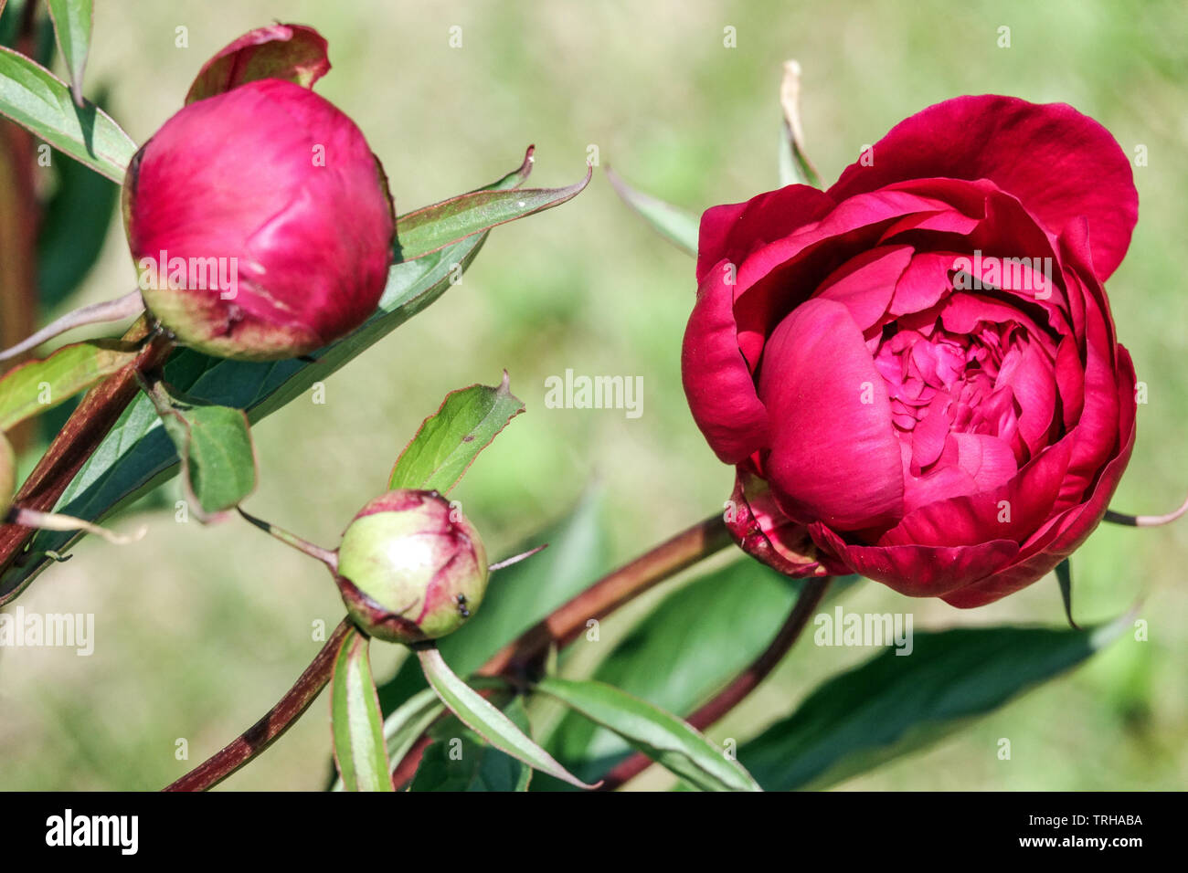 Bourgeons pivoine fleur rouge Banque D'Images