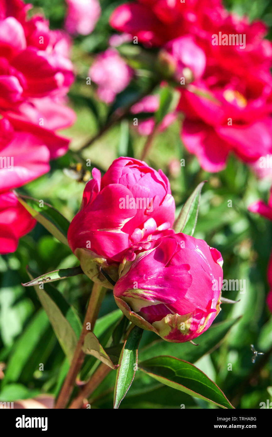 Fleurs de pivoine Banque D'Images