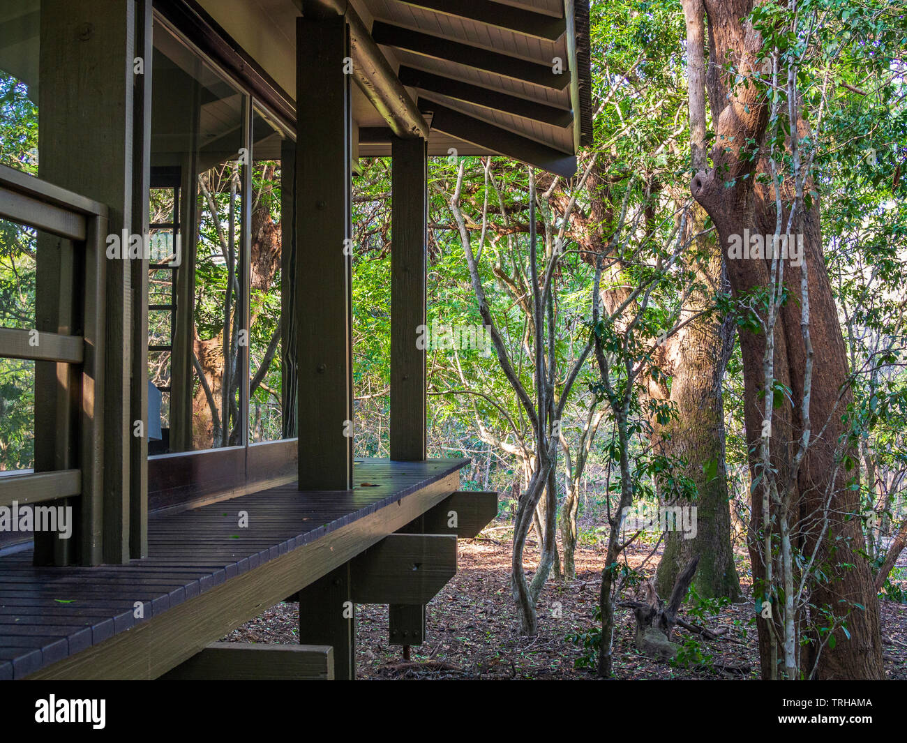 Un invité à la villa Forest Lodge Phinda, l'un des pavillons de luxe à Phinda Private Game Reserve, Afrique du Sud. Banque D'Images