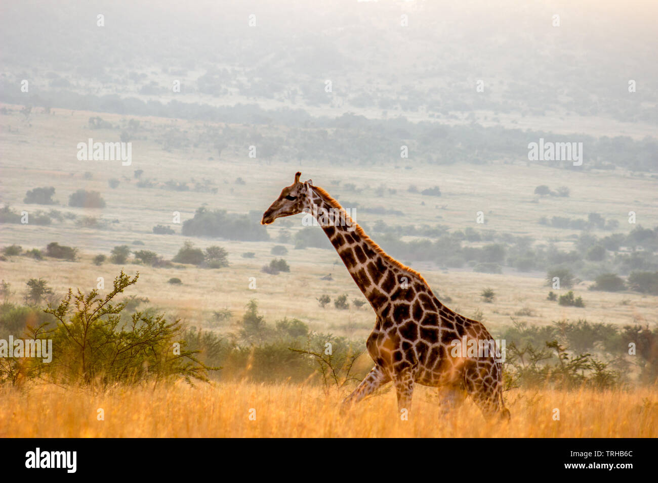 Balades dans la girafe dans le soleil du matin Banque D'Images