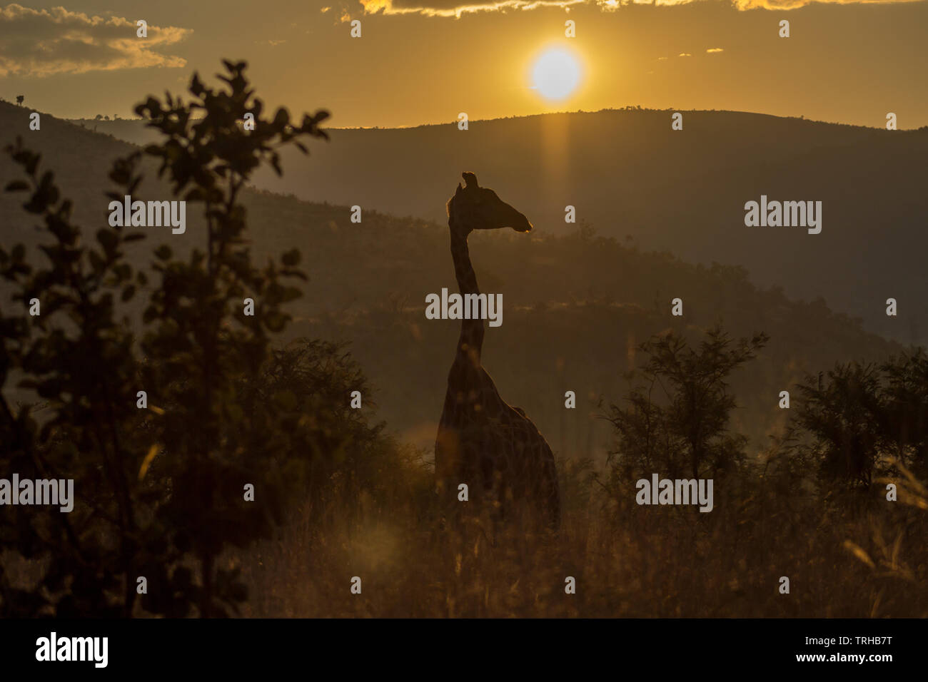 La lumière du soleil du matin dans la Girrafe Banque D'Images