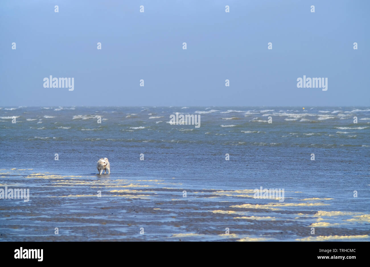 Marcher un chien sur une plage de vent, la cambrure, East Sussex, UK Banque D'Images