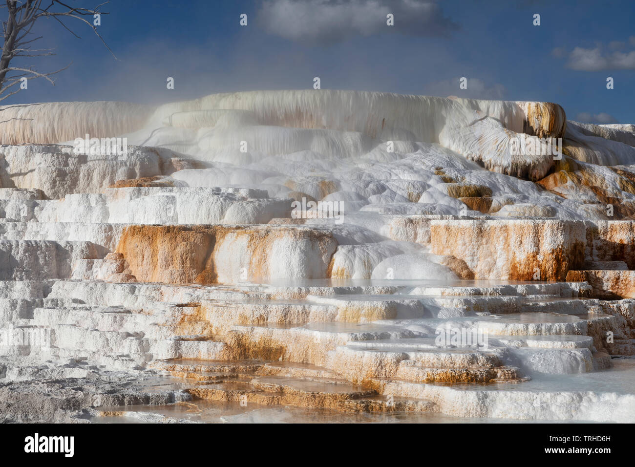 Caractéristiques thermiques, Mammoth Hot Springs, Parc National de Yellowstone, Montana, USA, par James D Coppinger/Dembinsky Assoc Photo Banque D'Images
