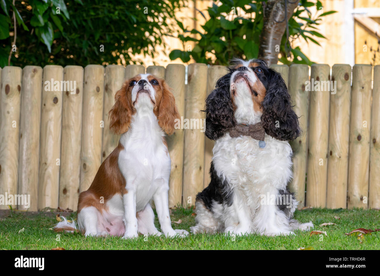 King Charles Spaniel Banque D'Images