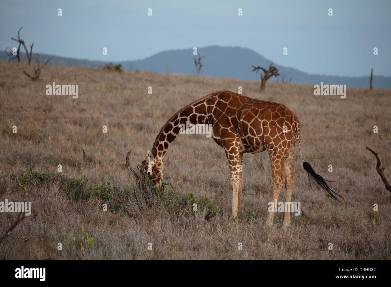 La girafe réticulée, somaliens, refuge de gibier, N. Lewa Kenya, E. L'Afrique, par Photo Dembinsky Associates Banque D'Images