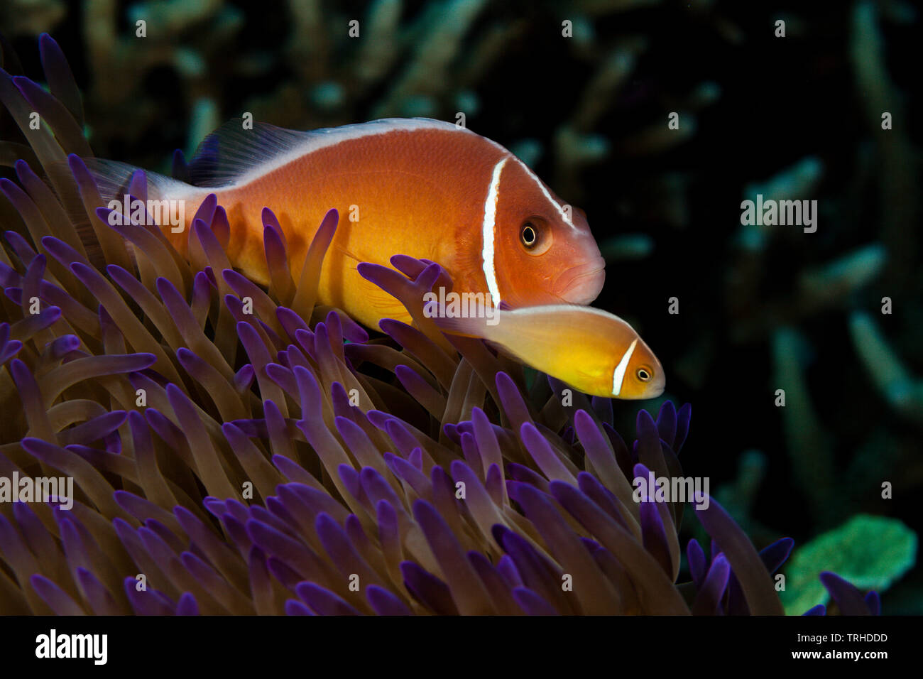 Poisson Clown Amphiprion perideraion, rose, Tufi, Mer Salomon, Papouasie Nouvelle Guinée Banque D'Images