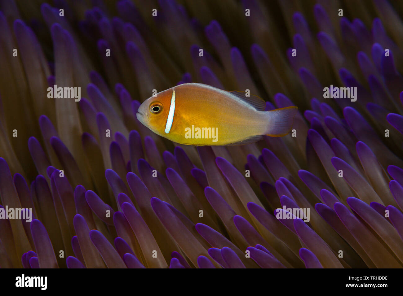 Poisson Clown Amphiprion perideraion, rose, Tufi, Mer Salomon, Papouasie Nouvelle Guinée Banque D'Images