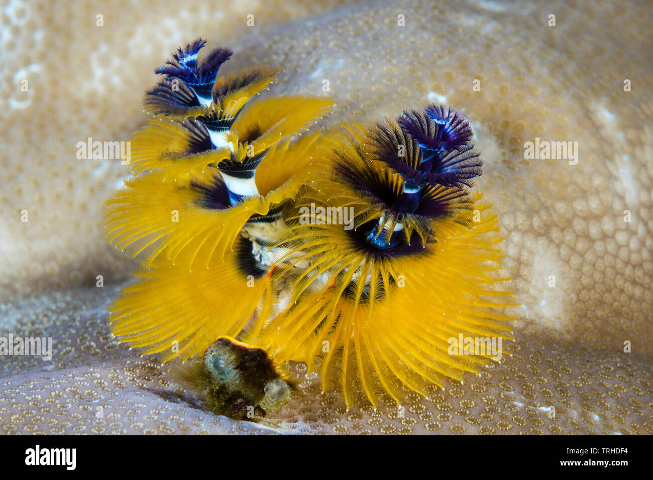 Christmas-Tree-Worm, Spirobranchus giganteus, Tufi, Mer Salomon, Papouasie Nouvelle Guinée Banque D'Images