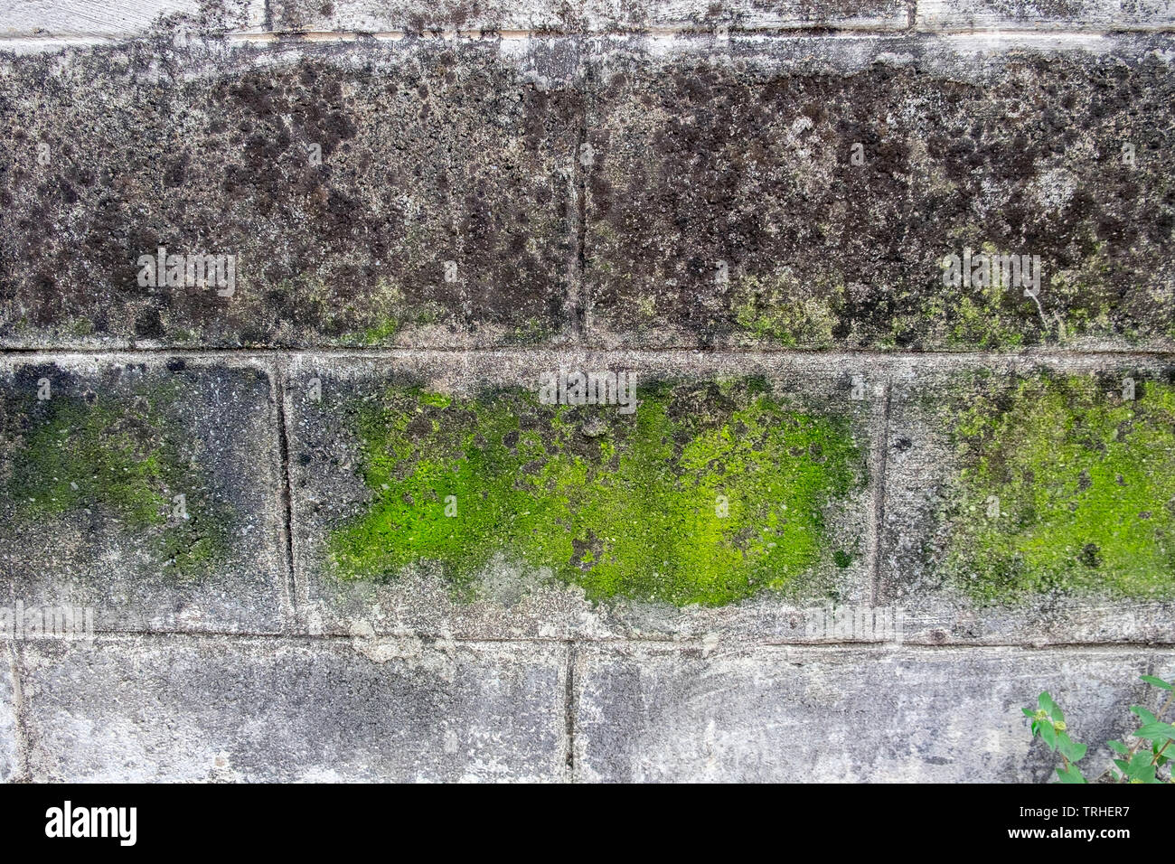 Mur de brique blanc sale avec lichen vert mousse tache wayside Banque D'Images