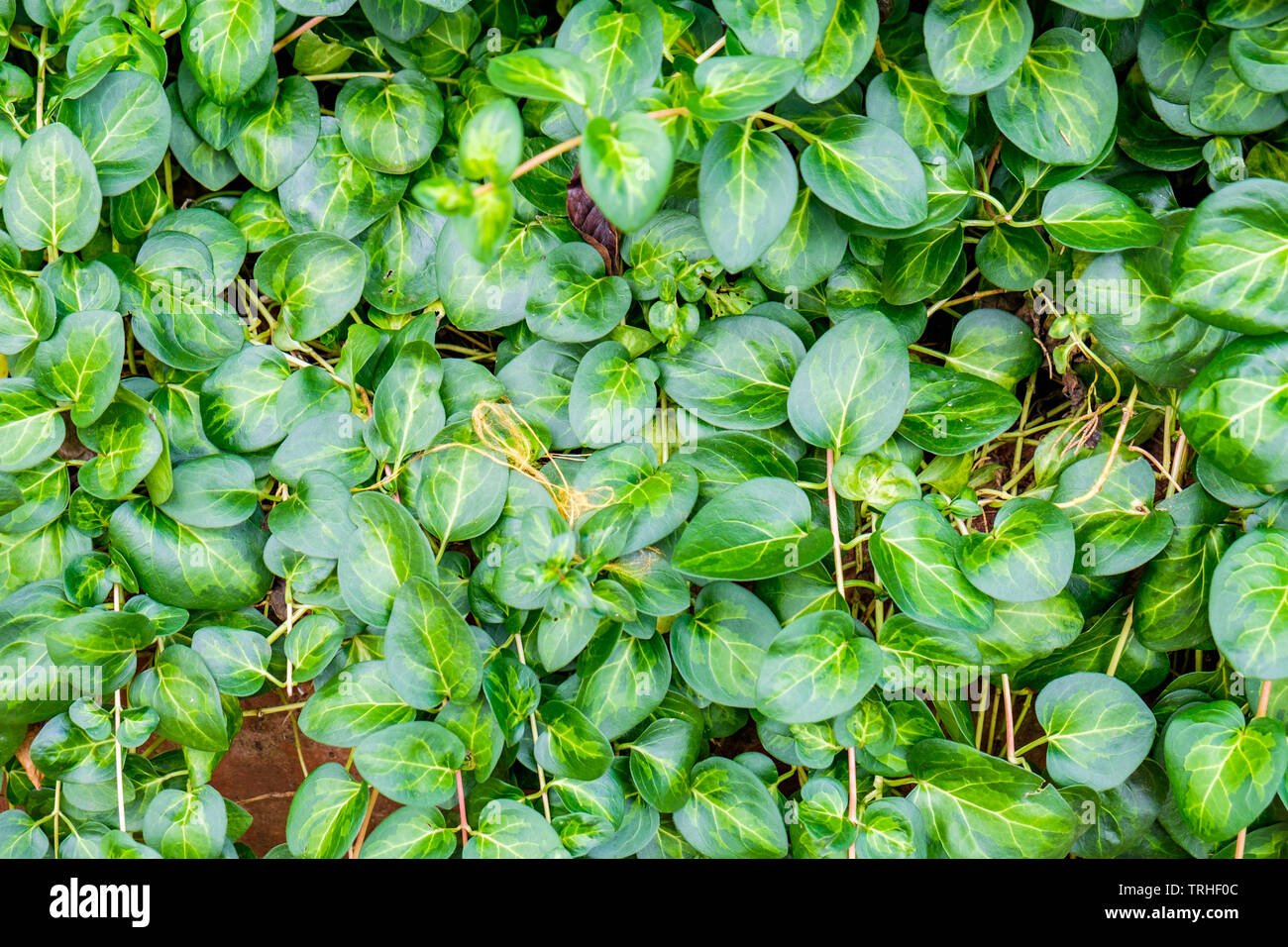 Les racines des feuilles de fond vert Banque D'Images