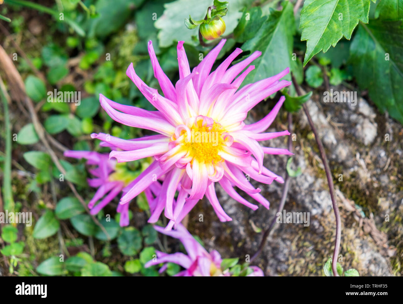 Dahlia fleur rose et blanc sur le pollen jaune Banque D'Images