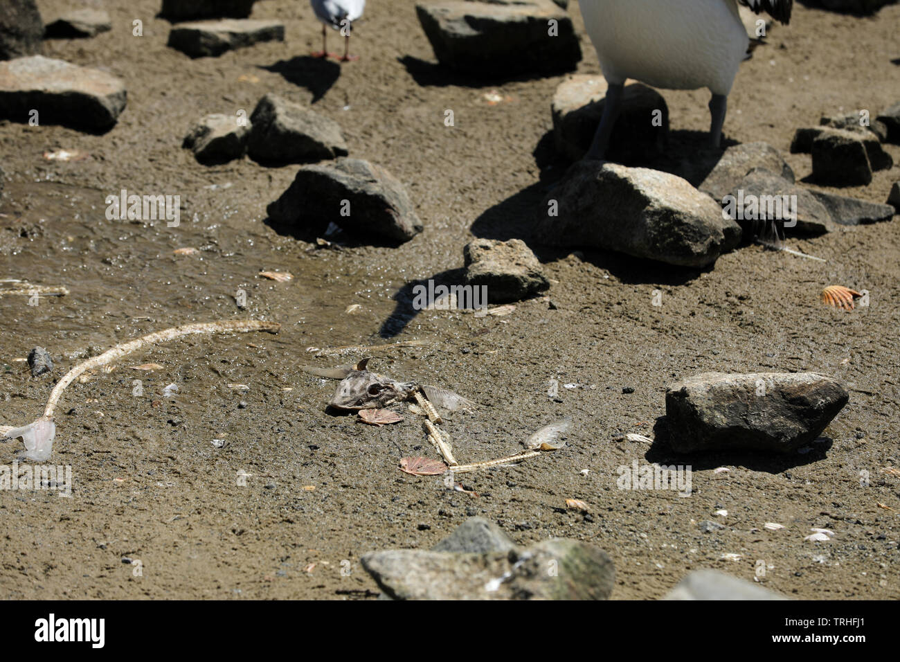 Mouette avec des poissons morts sur la plage Banque D'Images