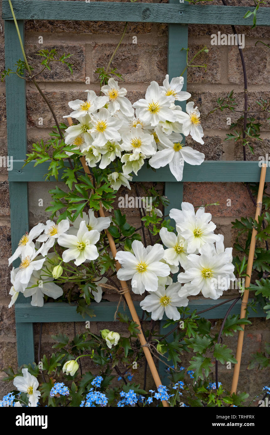 Clematis Avalanche Cartmanii Blaaval fleurs blanches un grimpeur vert au printemps Angleterre Royaume-Uni Grande-Bretagne Banque D'Images