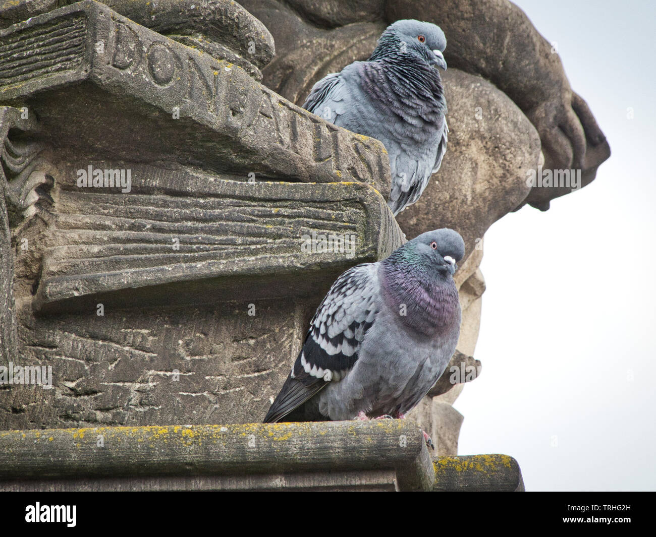 2 Pigeons sur un livre de Pierre Monument Banque D'Images