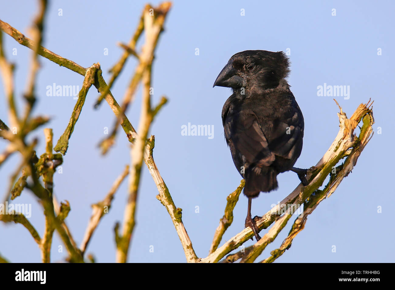 Grand Cactus (Geospiza conirostris Finch) sur l'île d'Espanola, parc national des Galapagos, Equateur. Il est endémique aux îles Galapagos. Banque D'Images