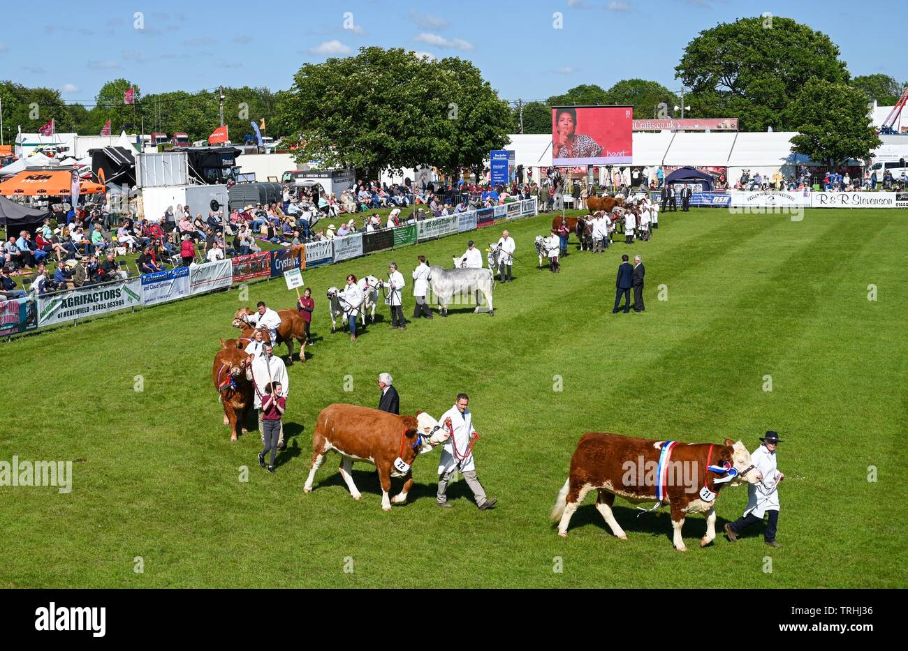 Ardingly Sussex UK 6 Juin 2019 - Le défilé de l'élevage est un point fort sur le premier jour de la Sud de l'Angleterre, qui ont eu lieu à l'Ardingly Showground dans le Sussex. Le salon de l'agriculture annuel met en évidence le meilleur dans l'agriculture britannique et à produire et attire des milliers de visiteurs sur trois jours . Crédit photo : Simon Dack / Alamy Live News Banque D'Images