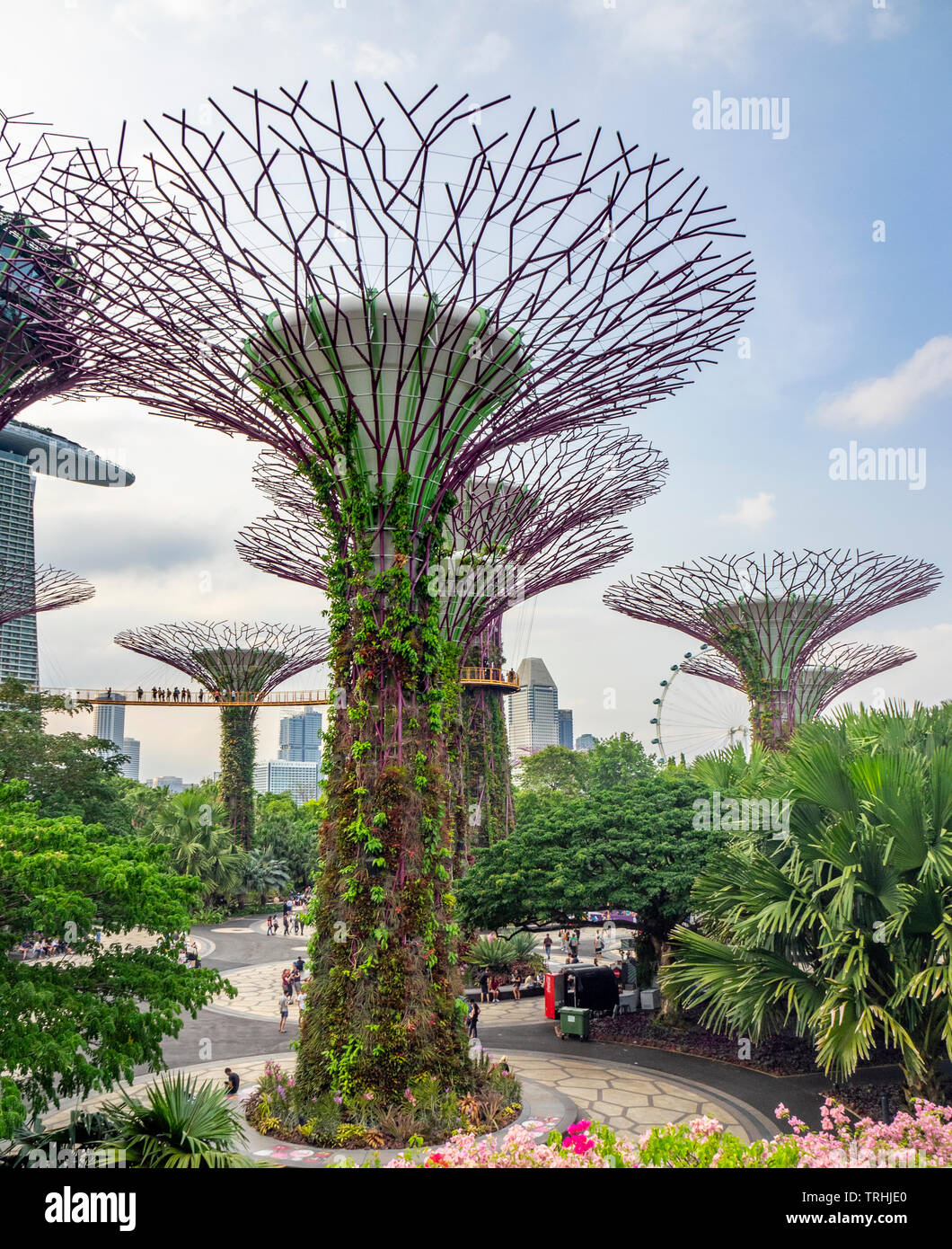 Treillis en acier et de jardins verticaux du couvert des arbres artificiels dans l'Supertree Grove dans les jardins de la baie de Singapour. Banque D'Images