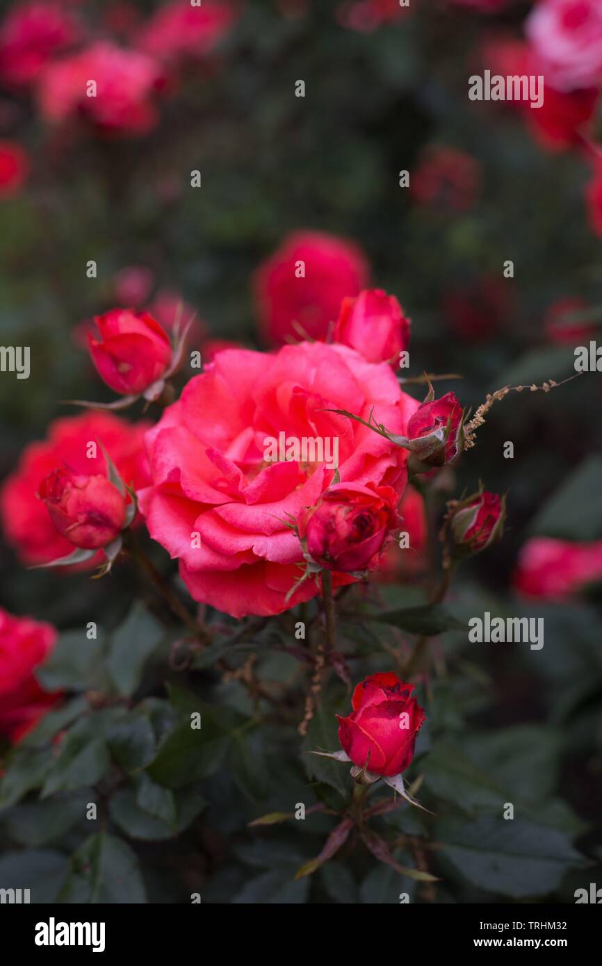 Rose 'Impatient' floribunda à Owen Rose Garden à Eugene, Oregon, USA. Banque D'Images