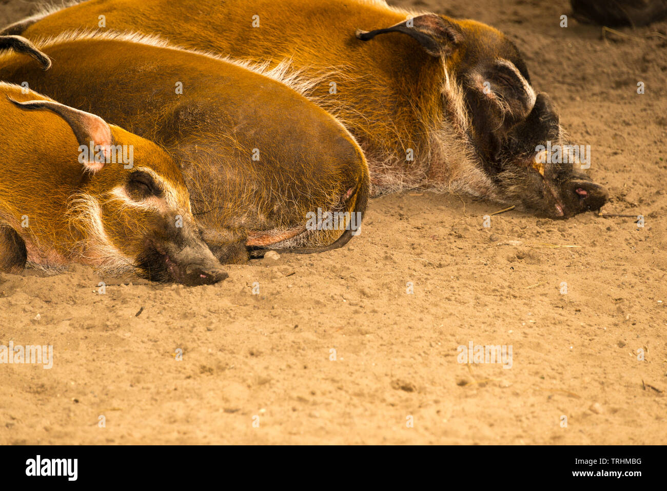 La rivière Rouge (porcs-Potamochoerus porcus) Banque D'Images