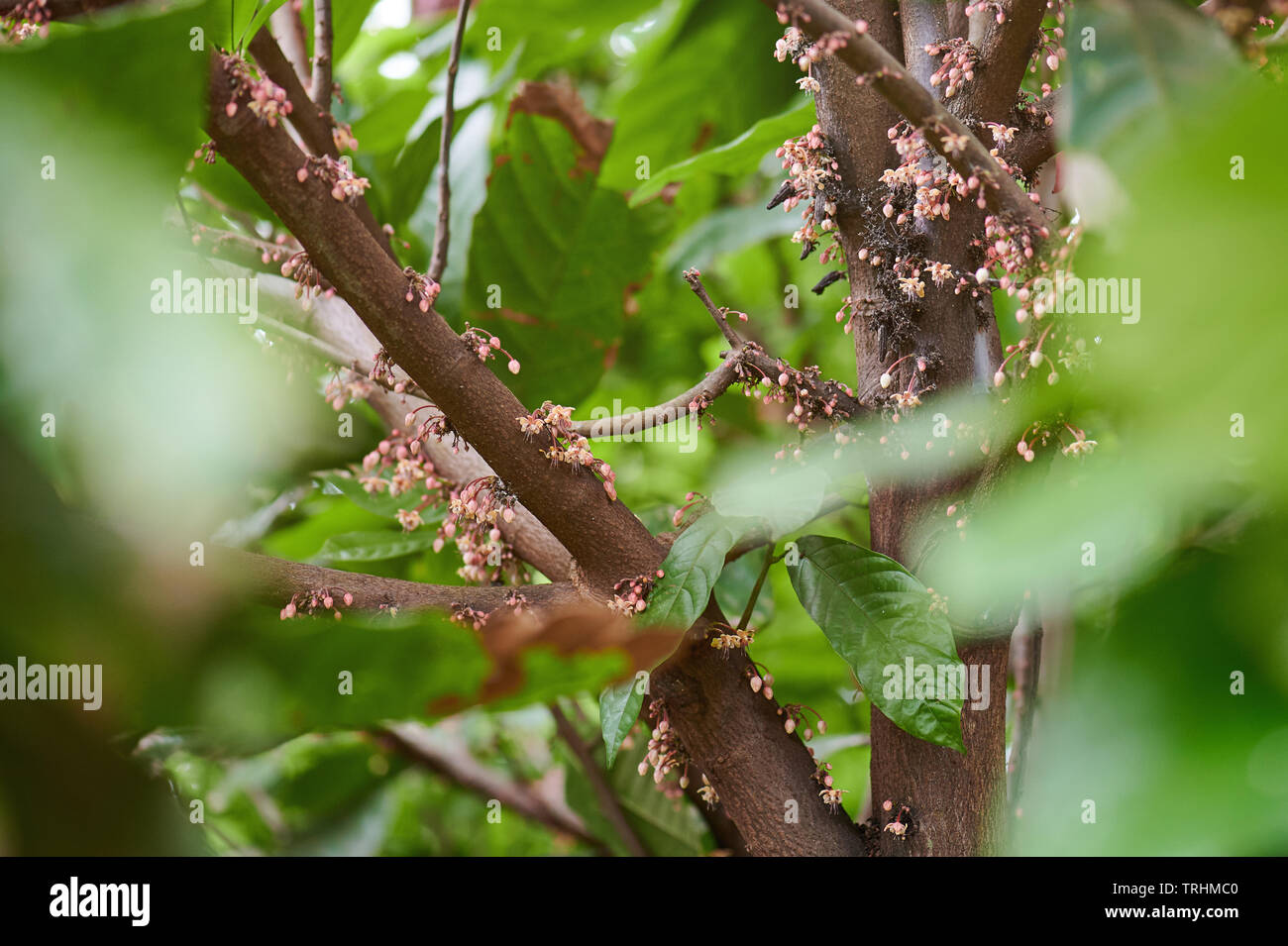 De nombreuses fleurs de cacao sur les branches d'arbres vue rapprochée Banque D'Images