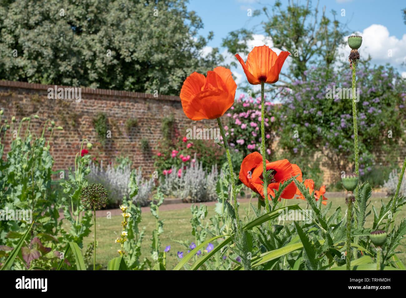 Coquelicots rouges à House Gardens, Eastcote jardin clos historique mis à jour par une communauté de bénévoles dans le quartier de Chelsea, London, UK Banque D'Images