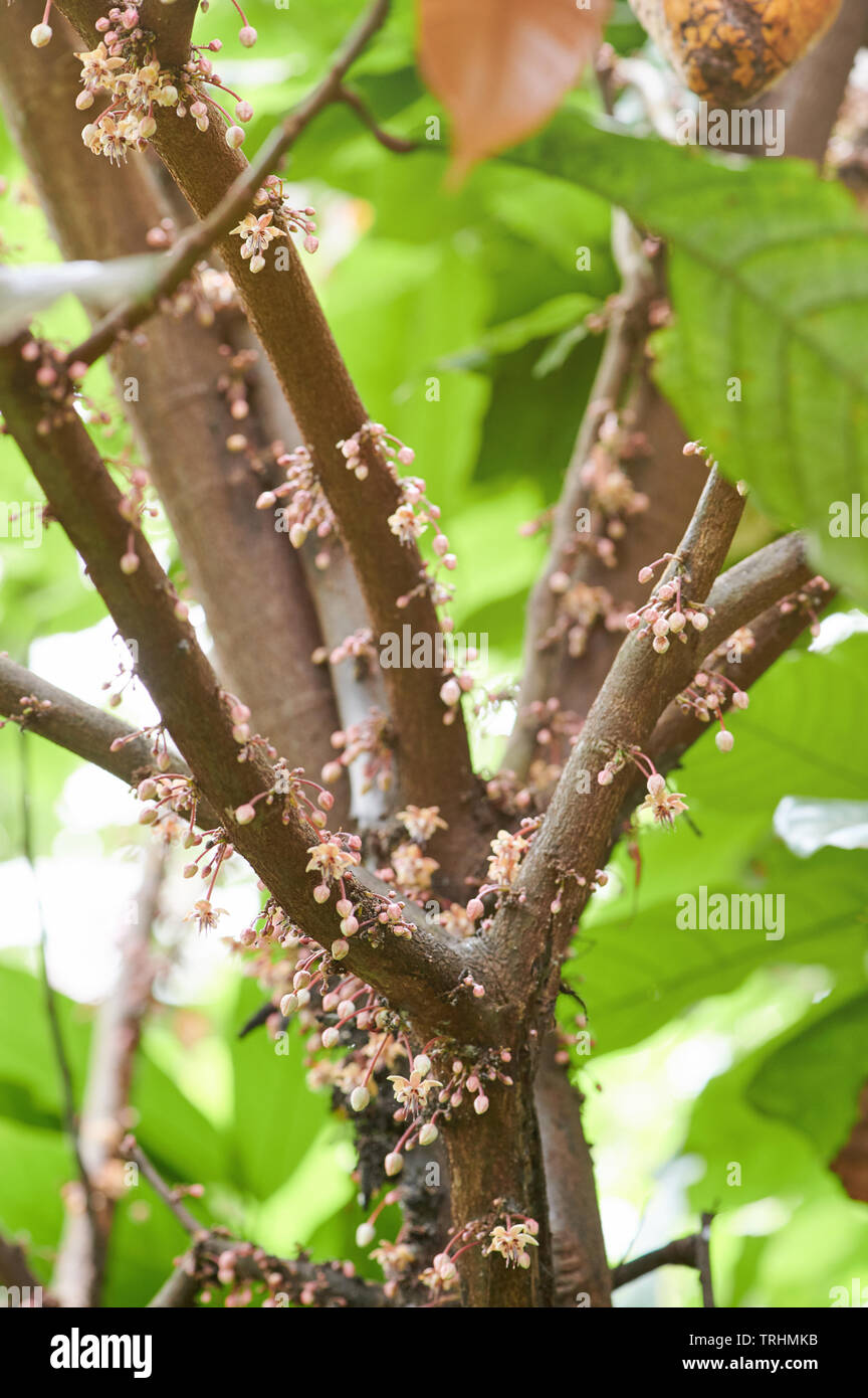 Branche de l'arbre de Cacao avec fleur vue en gros Banque D'Images