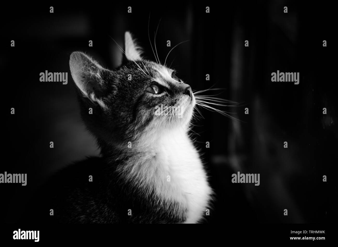 Adorable petit version monochrome kit Banque D'Images