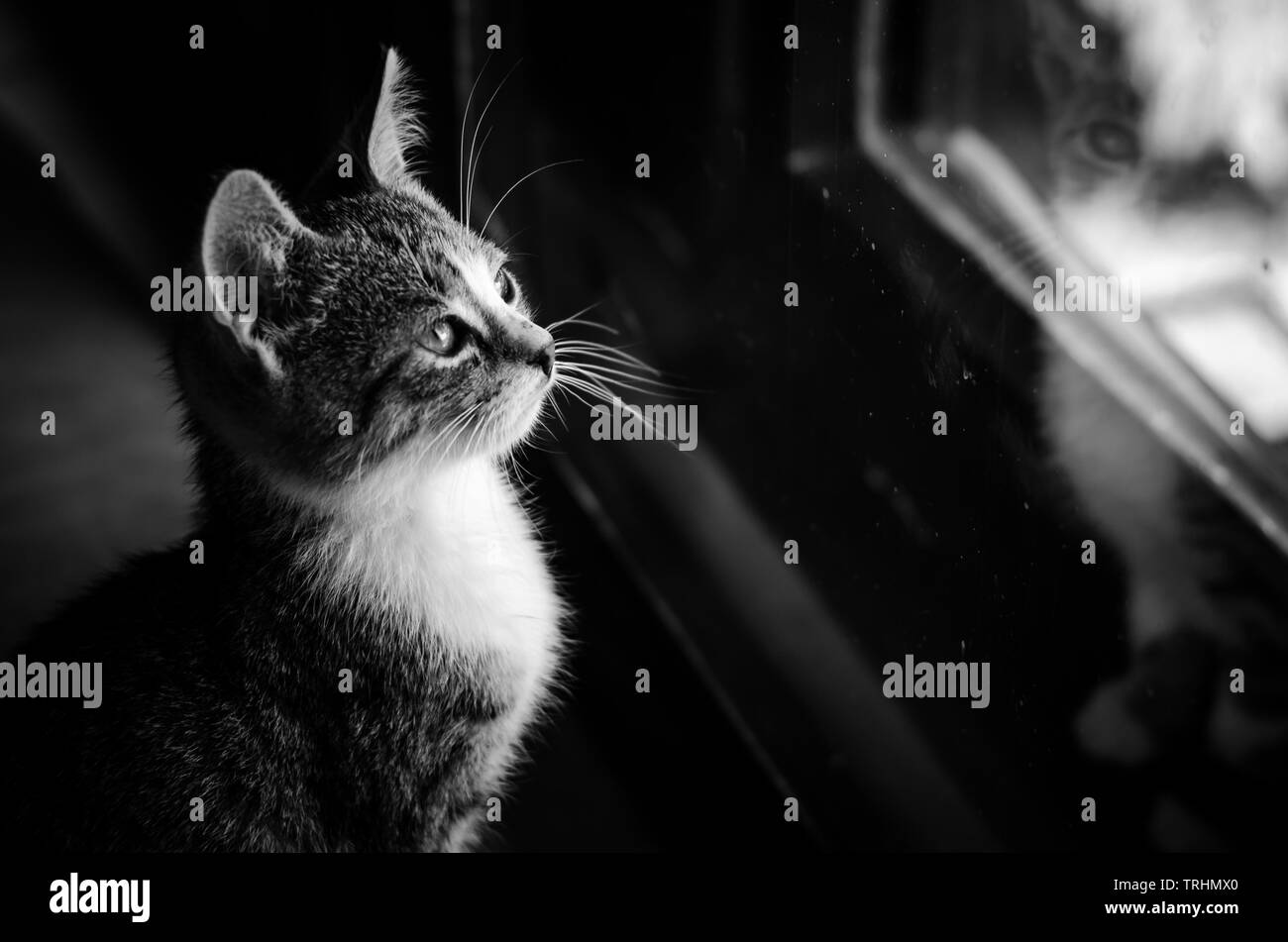 Kit d'adorable petit à côté de la fenêtre version monochrome Banque D'Images