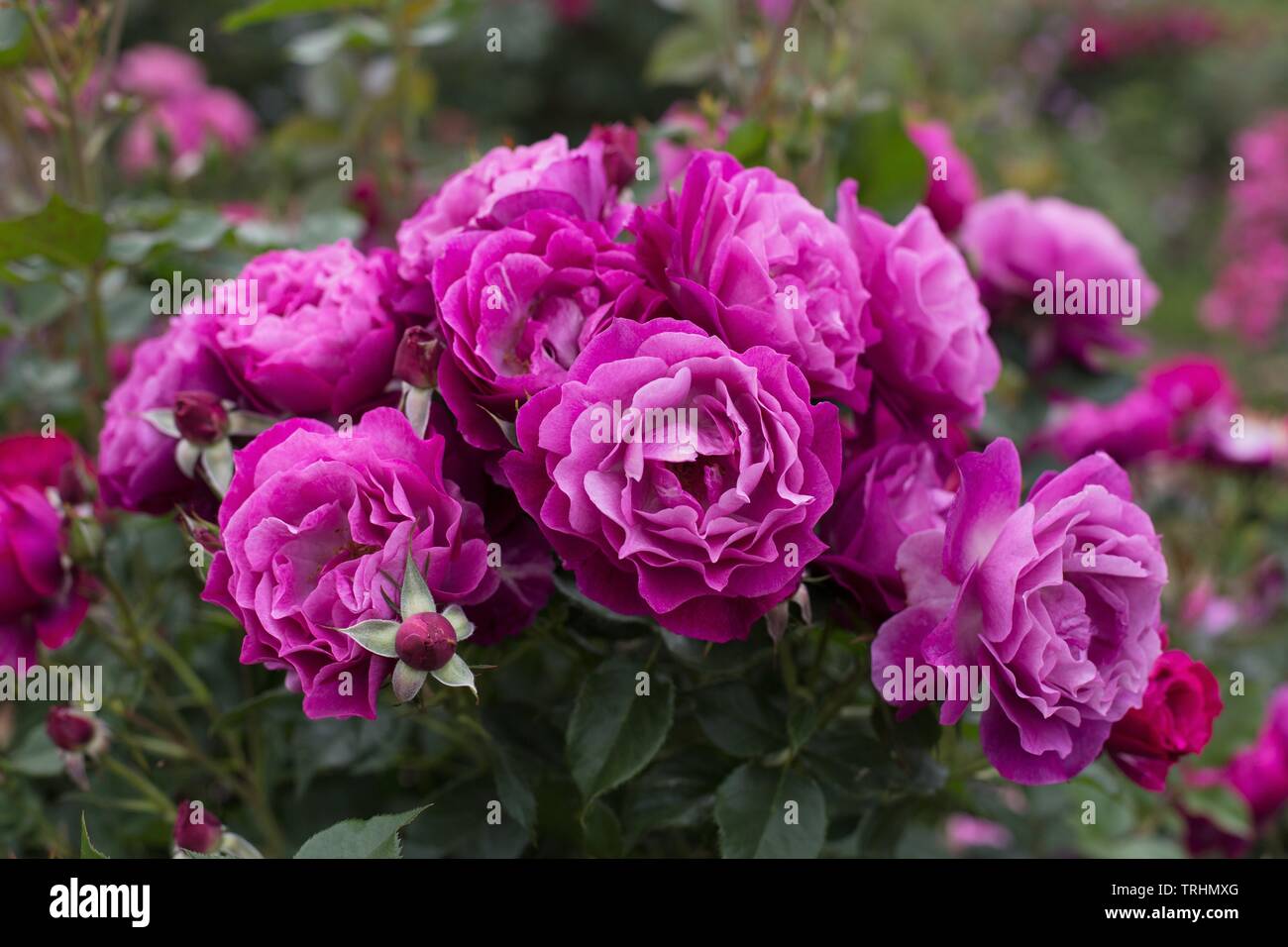 Rose 'Wild Blue Yonder' à Owen Rose Garden à Eugene, Oregon, USA. Banque D'Images